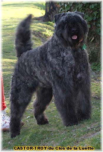 bouvier des flandres du clos de la luette - copyright déposé